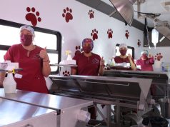 Tecámac celebra el Día Internacional del Perro con acciones en favor del bienestar integral de los seres sintientes