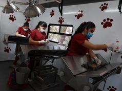 Alcaldesa Rosi Wong impulsa jornadas gratuitas de esterilización animal en Tecámac: estas son las fechas para este mes de agosto