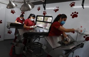 Alcaldesa Rosi Wong impulsa jornadas gratuitas de esterilización animal en Tecámac: estas son las fechas para este mes de agosto